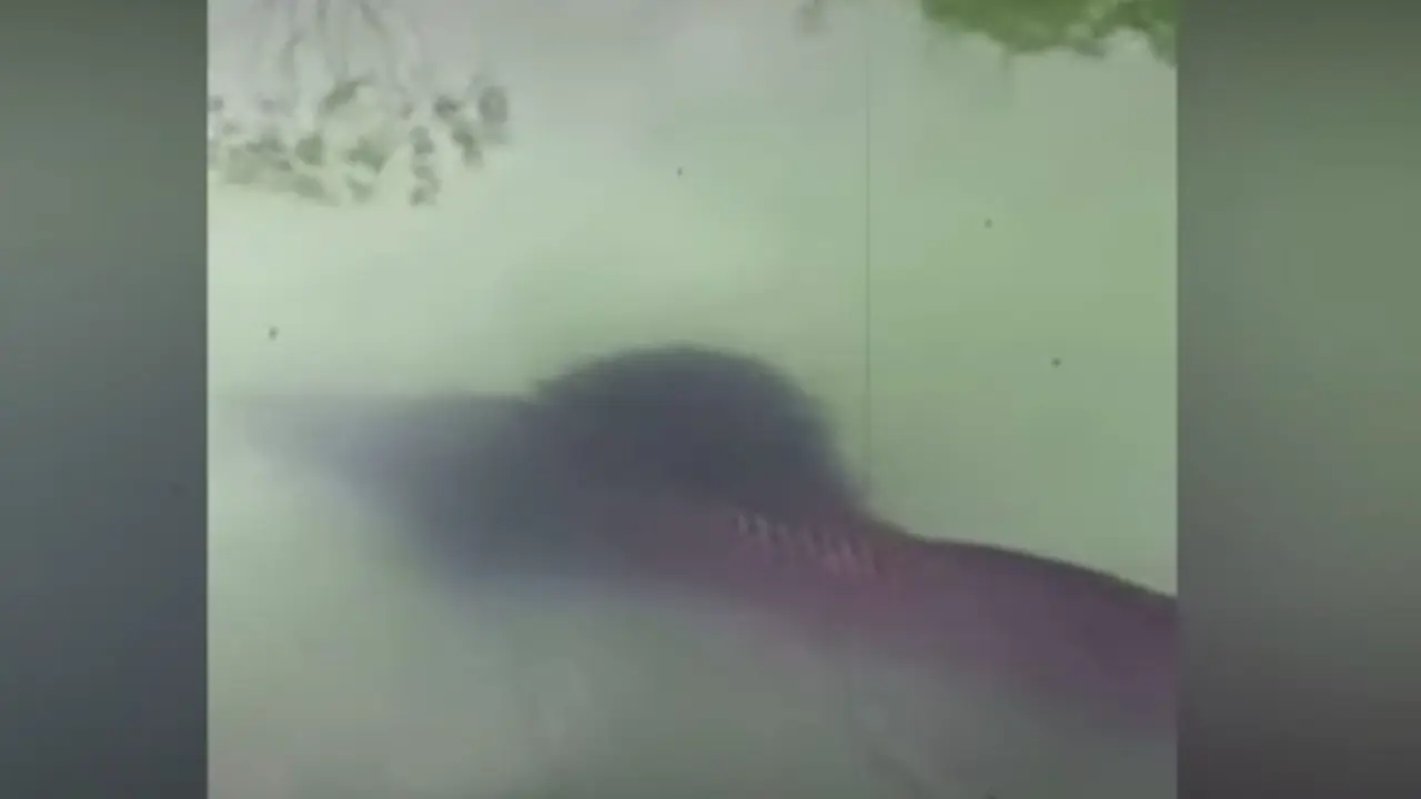 Tangkapan layar kemunculan ikan raksasa di Danau Pakis Lumajang (Liputan6.com/Istimewa)