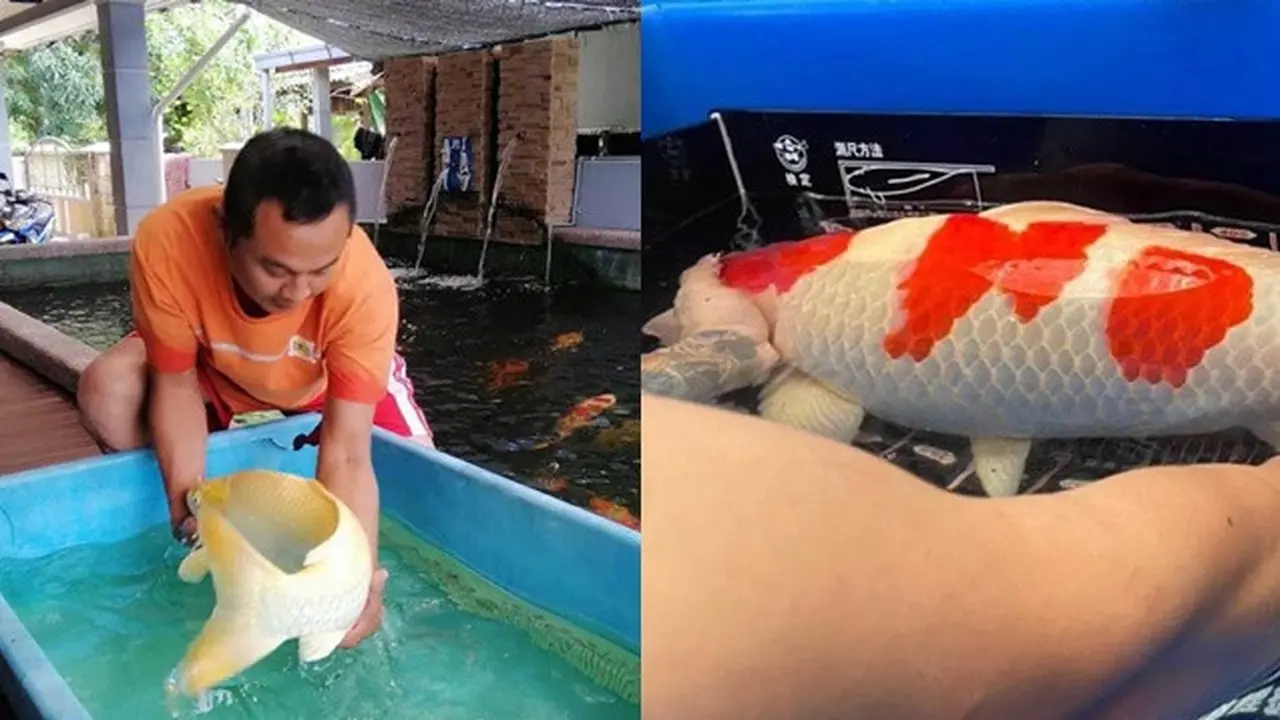 Pria Ini Rela Jual Tanah, Demi Beli Seekor Ikan Koi Seharga Rp 1 Miliar