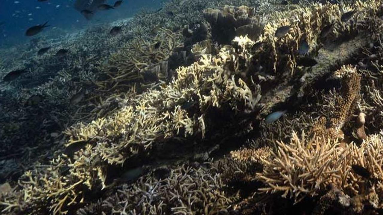 Para penyelam juga bisa menemui ragam jenis biota laut yang unik seperti kuda laut kerdil (pygmy seahorse), ikan kelelawar, hingga dugong. Lillian Suwanrumpha / AFP