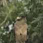 Satwa elang jenis Ular Bido (Spilornis cheela) yang dilepasliarkan di Blok Pasir Kabel, Resort Pengelolaan Taman Nasional Wilayah (PTNW) Gunung Butak, Taman Nasional Gunung Halimun Salak, Kamis (16/7/2020). (Liputan6.com/Achmad Sudarno)