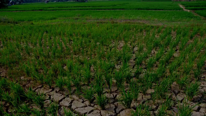 Diguyur Hujan, Kabut Asap di Bengkulu Hilang