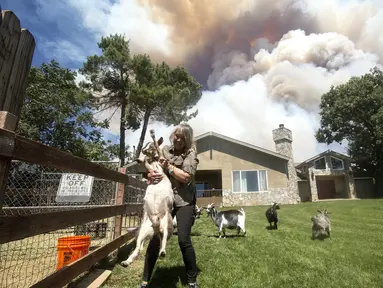 Warga membawa kambingnya saat dievakuasi akibat kebakaran yang disebut Apple Fire di dekatnya di Cherry Valley, California (1/8/2020). Sebanyak 7.800 warga dievakuasi  akibat kebakaran hutan yang menghanguskan sekitar 4.000 hektar lahan pada akhir pekan kemarin. (AP Photo/Ringo H.W. Chiu)