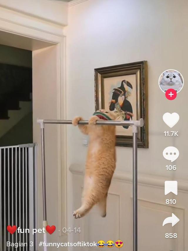 Potret Aksi Kucing Ikut Olahraga Bak Atlet Netizen: Lulusan Konoha Emang Mantap