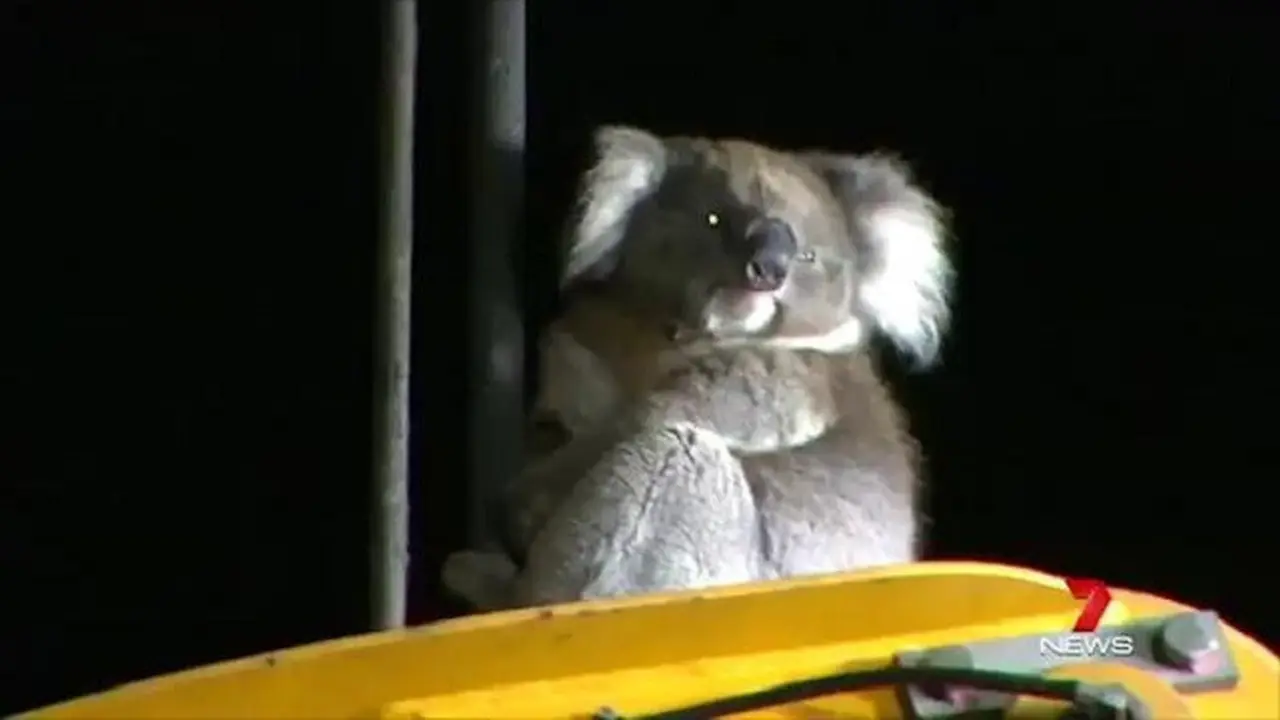 Koala terjebak di mesin bor