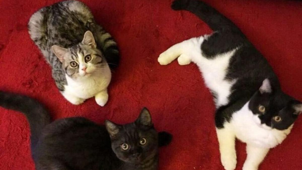 Kumpulan Nama Anak Kucing Kembar 3 Terbaik dan Paling Unik