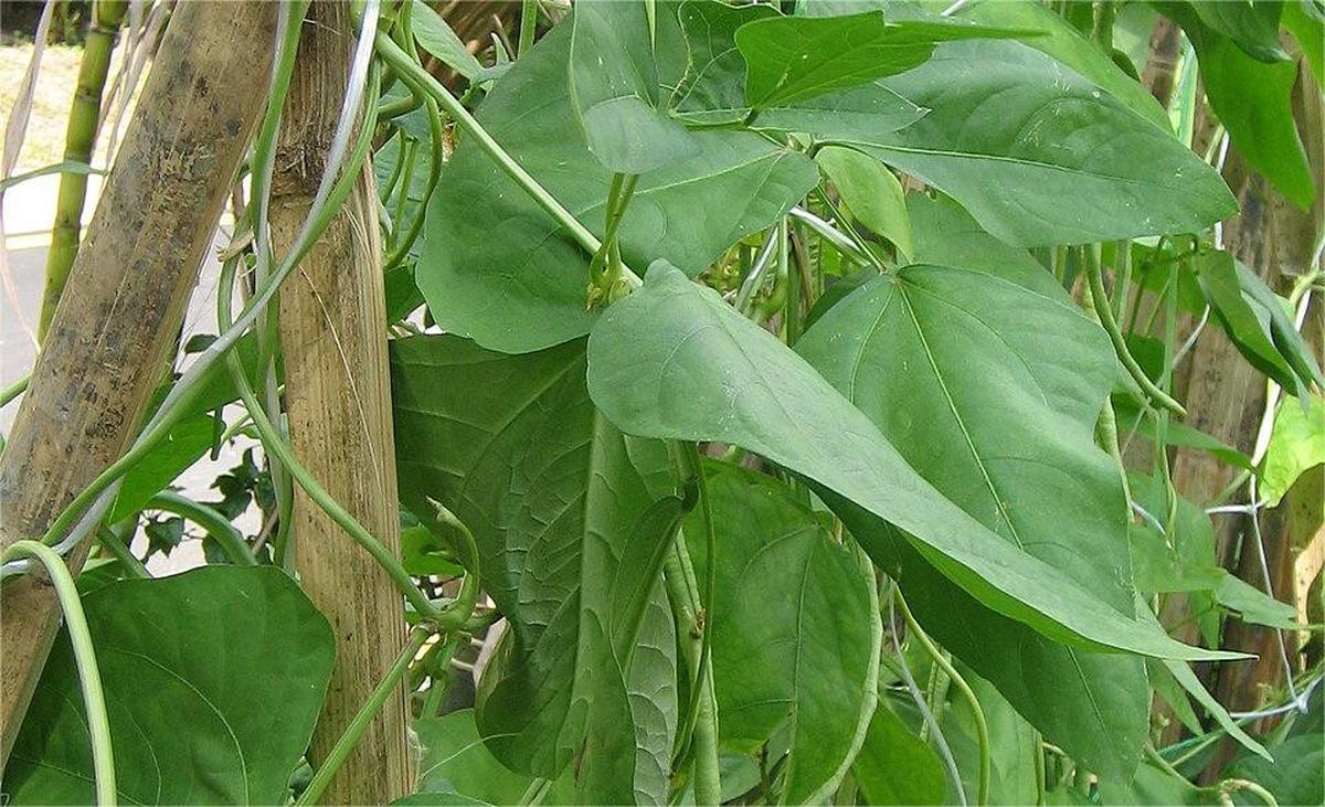 Lembayung, Daun Kacang Panjang