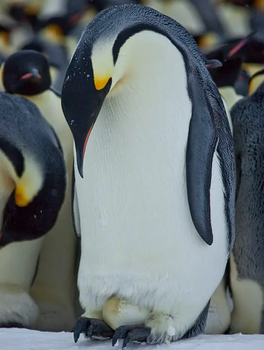 Pinguin jantan saat mengerami telur bayi pinguin di Benua Antartika. saat pejantan mengerami telur masa ini digunakan penguin betina untuk mencari makanan untuk dirinya sendiri dan calon penguin yang dierami pejantan. (Dailymail.co.uk)