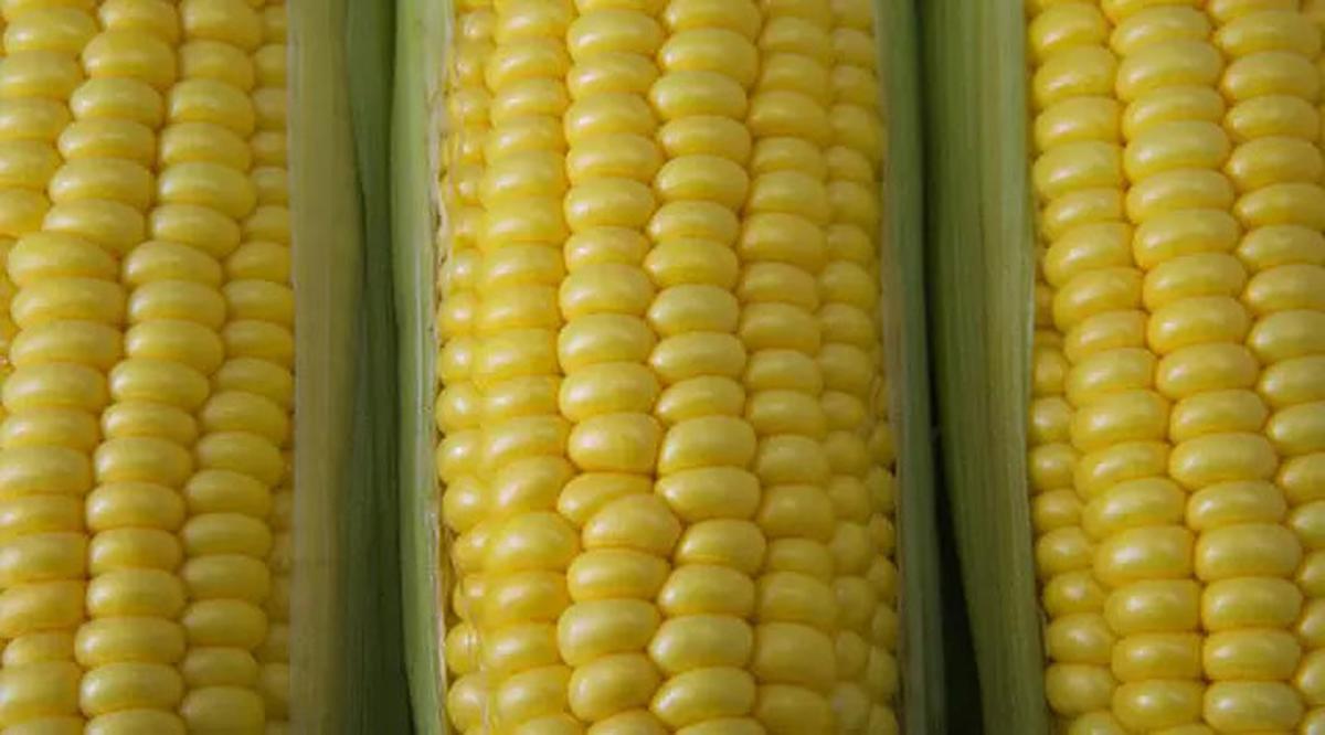 Tips Merebus Jagung 10 Menit Saja Hasilnya Empuk dan Cantik
