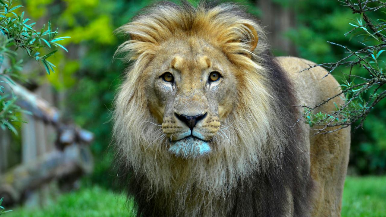 Lion
