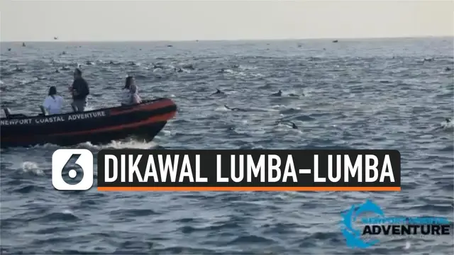 VIDEO: Wow! Kapal Ini Dikawal Ratusan Lumba-lumba