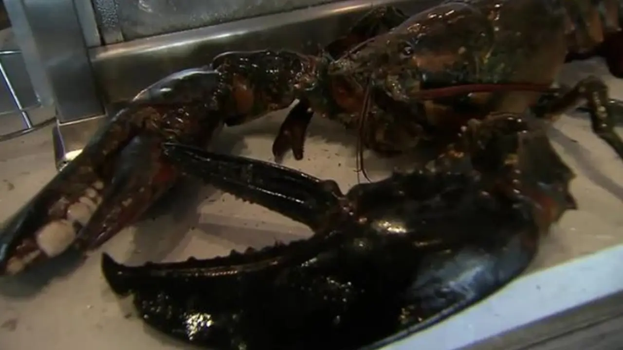 Lobster Raksasa Usia 100 Tahun Gagal Jadi Santap Malam 