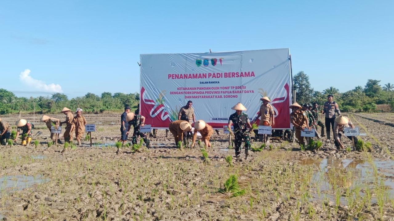 Perkuat Ketahanan Pangan, Yonif TP Bersama Forkompida Papua Barat Daya dan Masyarakat Sorong Tanam Padi