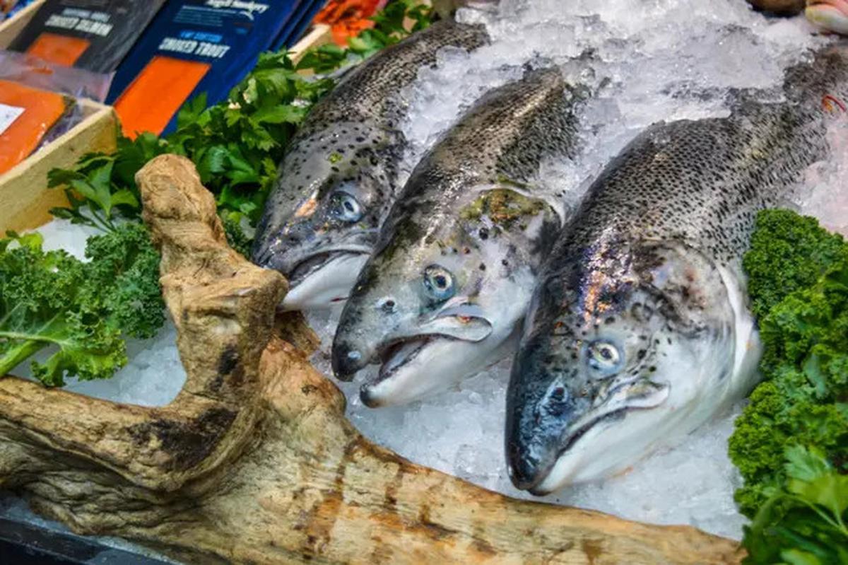 6 Kandungan Gizi Ikan Jambal yang Menguntungkan Bagi Kesehatan