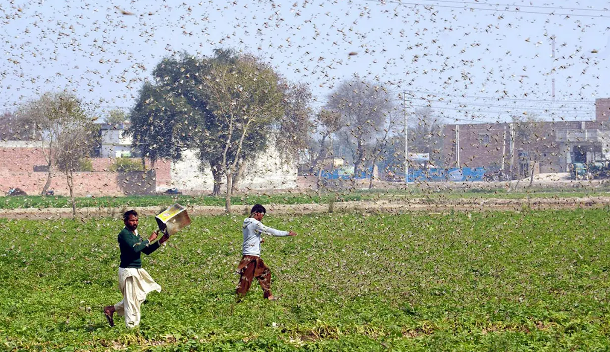 Petani berusaha menghindari serbuan belalang di Distrik Okara, Provinsi Punjab, Pakistan timur (15/2/2020). Serangan belalang terhadap tanaman telah menyebabkan kerugian finansial yang besar bagi para petani di beberapa wilayah negara tersebut. (Xinhua/Str)