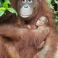 Bayi orangutan Fitri lahir di Taman Safari Bogor. (dok. Humas KLHK/Dinny Mutiah)