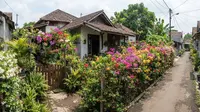 6 Ide Pagar Hidup dari Tanaman Berbunga di Rumah Perkampungan, Mudah Dirawat