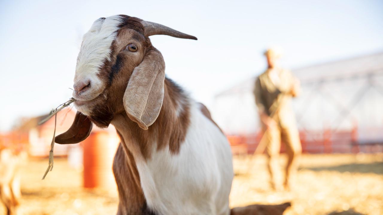 Ilustrasi Kambing Kurban