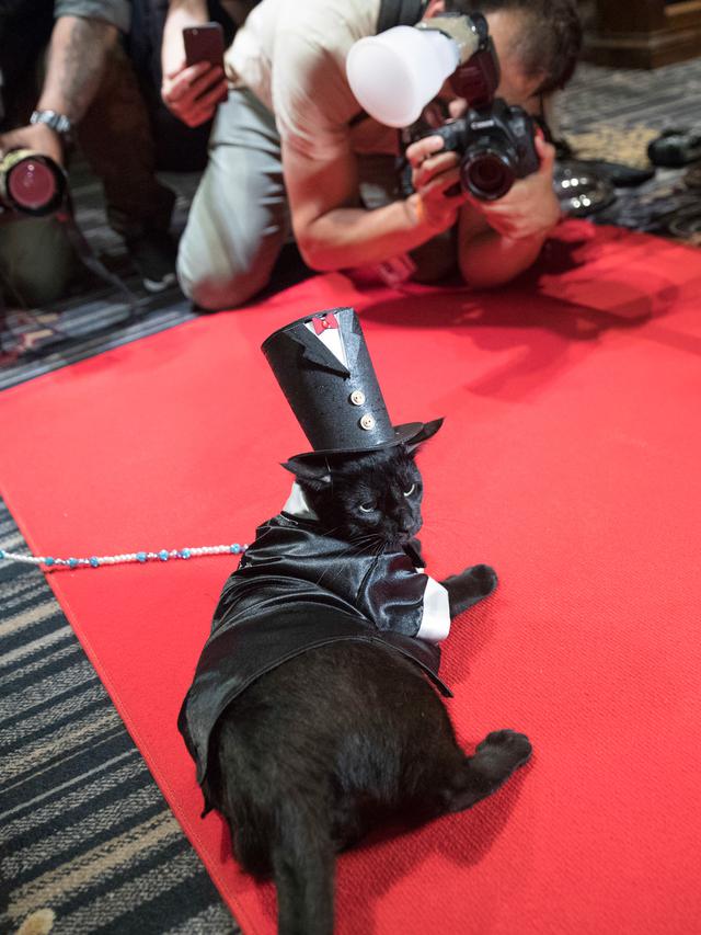 Uniknya Fashion Show Kucing di New York