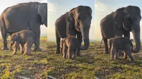 Bayi Gajah Sumatera Lahir di Way Kambas, Jadi Kado Manis HUT ke-80 RI