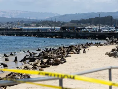 Ratusan singa laut berkumpul di Pantai San Carlos di Monterey, California pada 24 Agustus 2024. (Benjamin Fanjoy/Getty Images/AFP)