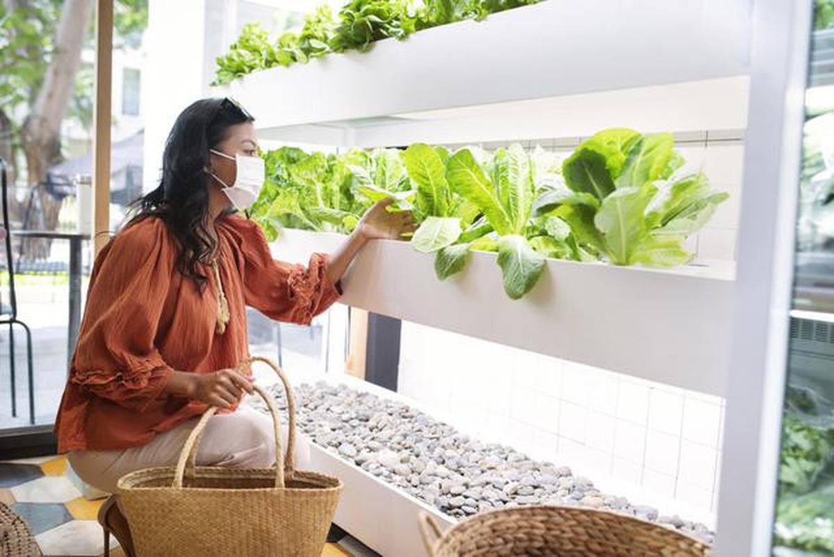 Cara Membuat Kebun Sayur di Teras Rumah Kecil agar Tetap Estetik