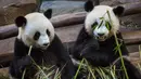 Anak panda, Yuan Meng (kanan) dan induknya, Huan Huan memakan bambu di kandang mereka di Zoo de Beauval. Prancis pada 26 Agustus 2019. Ibu Yuan Meng dan bapaknya, Yuan Zi, merupakan pinjaman dari China yang bertujuan menekankan hubungan yang baik dengan Prancis. (GUILLAUME SOUVANT / AFP)