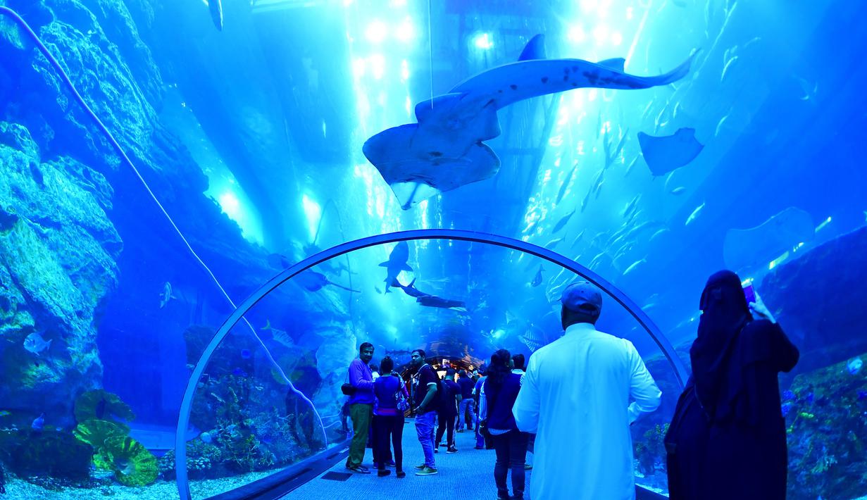 Wisatawan mengunjungi akuarium Dubai Mall di pusat kota Dubai, UEA pada Rabu (2/1). Di sana ada 33.000 biota laut dengan 85 spesies berbeda, termasuk 400 kombinasi dari hiu dan ikan pari. (GIUSEPPE CACACE / AFP)