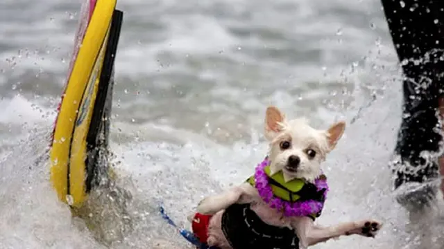 4-anjing-surfing-131230c.jpg