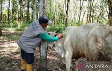 Dinas Peternakan OKU Timur Gencarkan Vaksinasi untuk Pencegahan PMK Hewan Ternak