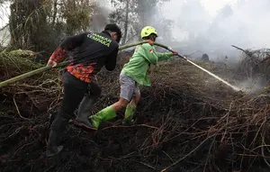 Apa Penyebab Kebakaran Kalimantan? Ini Faktor Utama di Balik Karhutla 2026