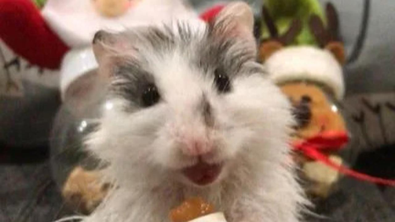 Hamster Syrian Long Hair
