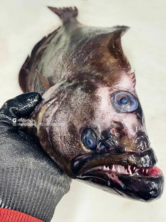 Ikan Aneh