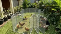 10 Model Kandang Ayam 'Knock Down', Bisa Bongkar Pasang