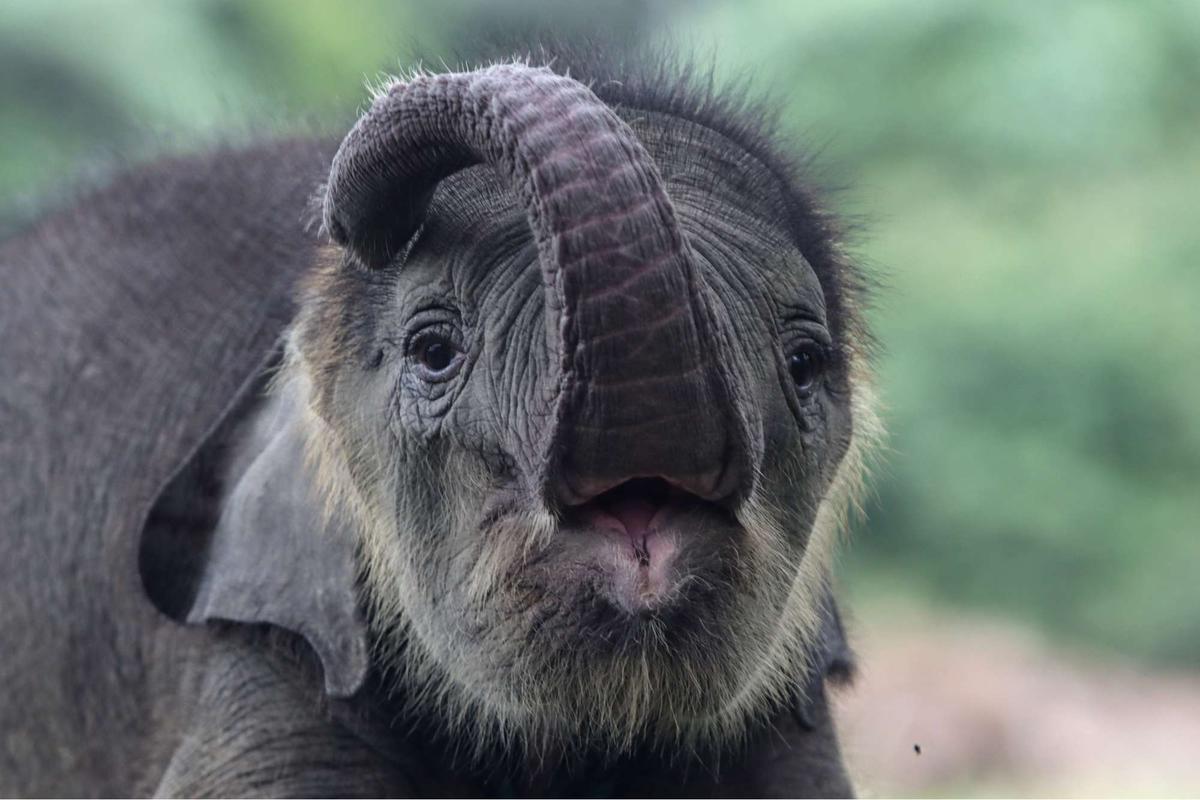 Bayi gajah dua bulan tersesat di permukiman warga