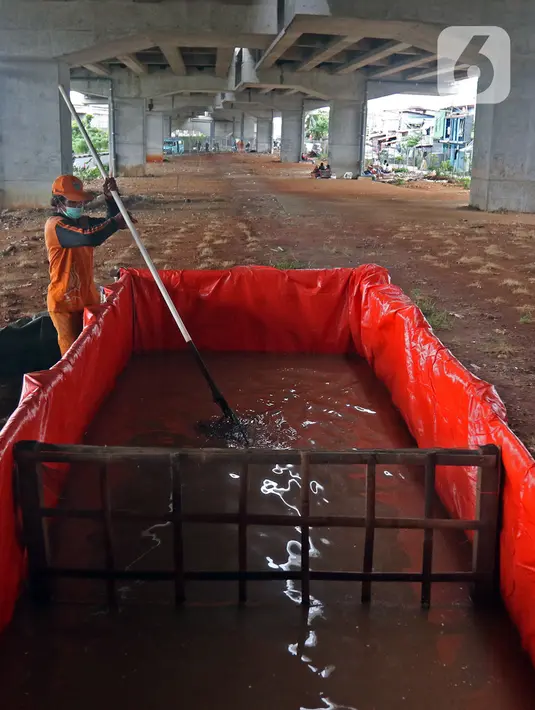 Petugas mengambil lele di Kolong Tol Becakayu, Kalimalang, Jakarta Timur, Selasa (2/2/2021). Hasil budidaya tersebut dijual kepada warga dengan harga Rp 25 ribu per kilogram. (Liputan6.com/Herman Zakharia)