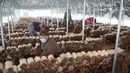 Penduduk desa memetik jamur pangan di pusat penanaman Desa Shiren, Mingshui, Heilongjiang, China, 11 Oktober 2020. Dalam beberapa tahun terakhir, Mingshui mendirikan beberapa pusat penanaman jamur pangan sehingga membantu rumah tangga miskin wilayah itu keluar dari kemiskinan. (Xinhua/Wang Jianwei)