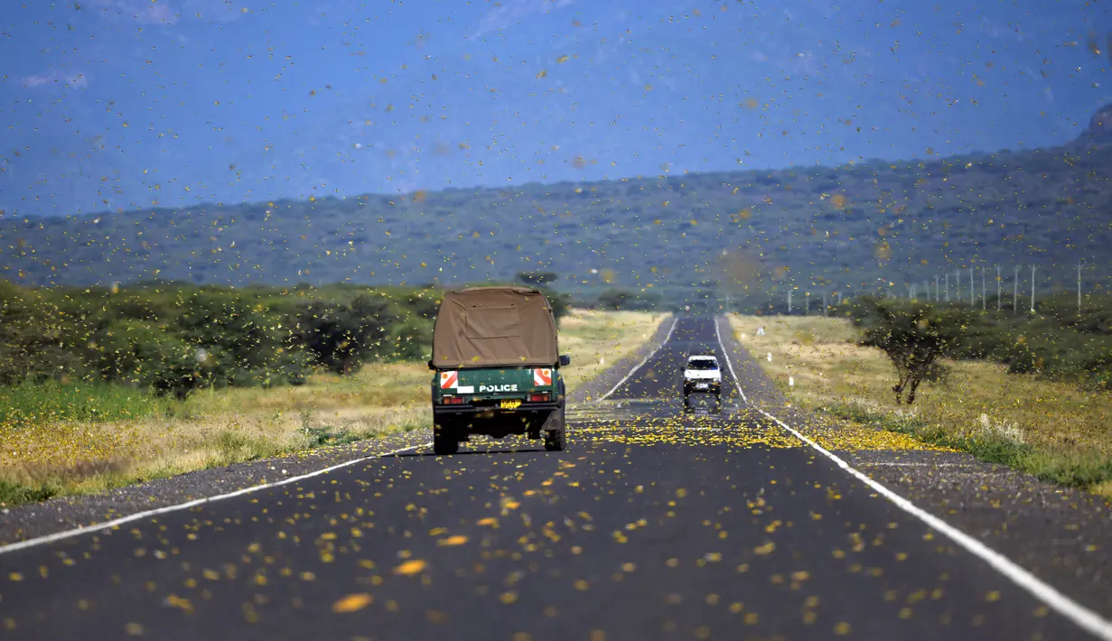Belalang gurun memenuhi jalan raya di Desa Lerata dekat Archer Post, Kabupaten Samburu, Kenya, Rabu (22/1/2020). Berbagai upaya dilakukan pemerintah Kenya untuk membasmi hama belalang tersebut, mulai dari menyemprotkan gas air mata hingga menembak belalang. (TONY KARUMBA/AFP)