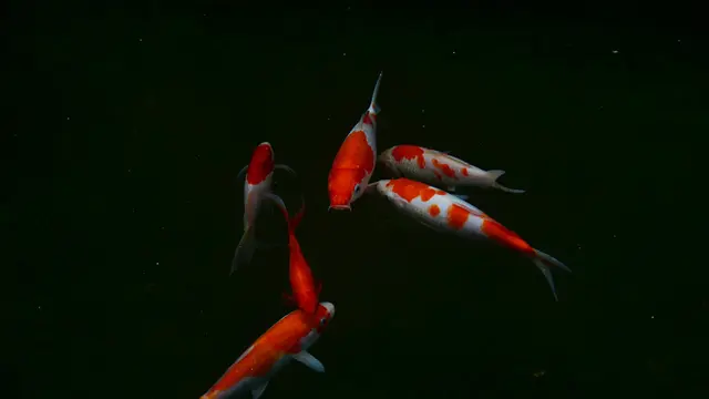 Jenis Ikan Koi