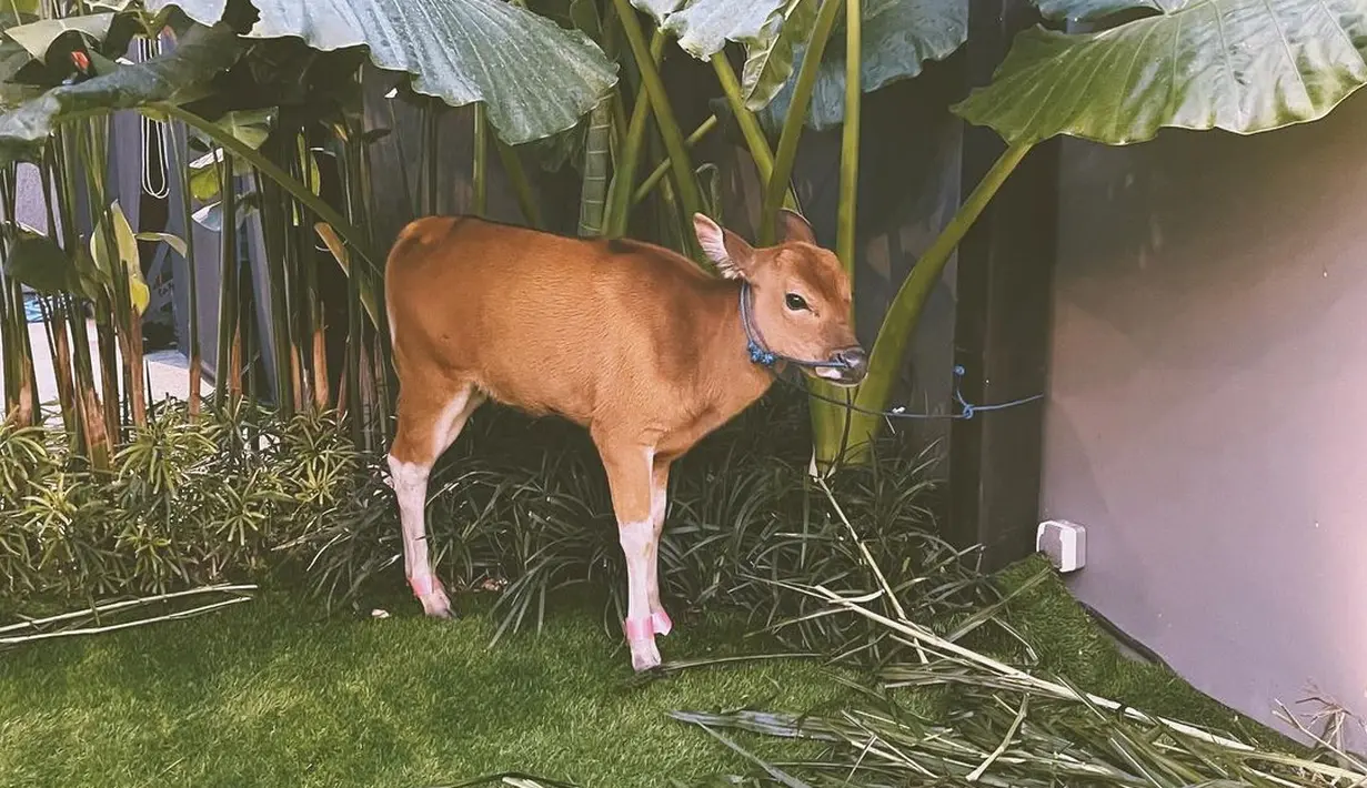 Ayudia Bing Slamet ultah ke-31 (Instagram/ayudiac)