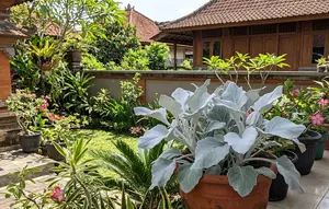 7 Tanaman Hias dengan Daun Berbulu yang Cocok untuk Taman dan Indoor