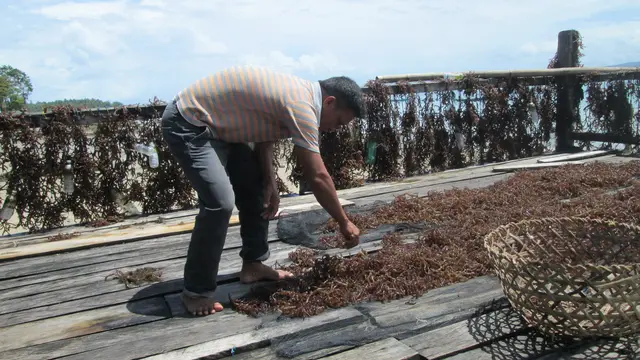 Nelaya Muna di Pasikolaga menjemur rumput laut.(Liputan6.com/Ahmad Akbar Fua)