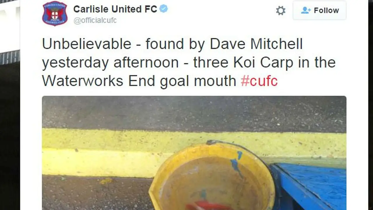 Tiga ekor ikan Koi ditemukan di lapangan Brunton Park, markas Carlisle United
