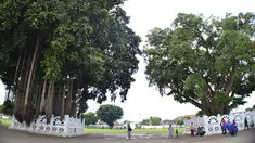 Salah satu dari dua pohon beringin kembar yang ada di alun-alun kidul (alun-alun selatan) Yogyakarta, terbakar (istimewa)
