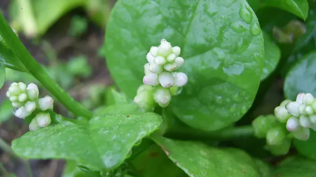 Manfaat daun binahong