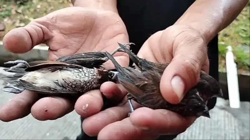 Burung Pipit Mati Mendadak