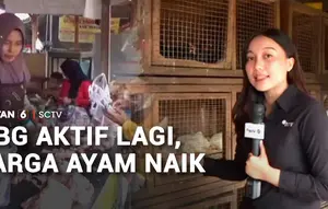 Program MBG Aktif Lagi, Pemerintah Kendalikan Harga Beli Ayam