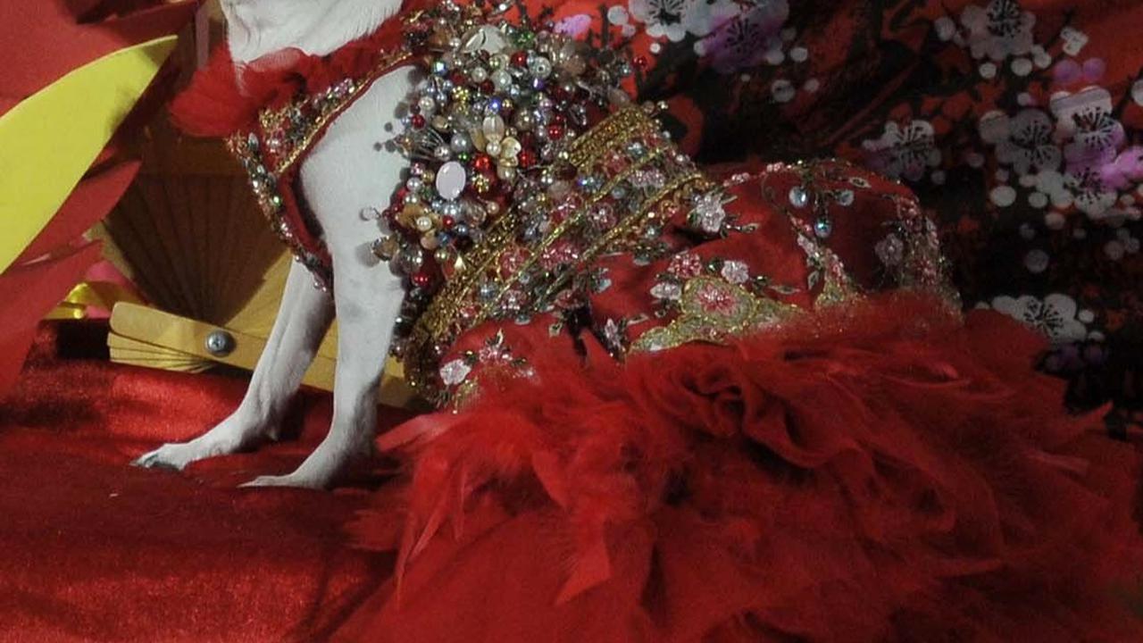 Seekor anjing mengenakan kostum unik saat menghadiri pesta ulang tahun anjing Rocky dan Jesslyn di sebuah mal di Jakarta, Jumat (10/5/2024).&nbsp;Merdeka.com/Imam Buhori
