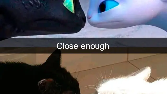 7 Snapchat Kocak Kucing Ini Bakal Buatmu Tersenyum Melihatnya