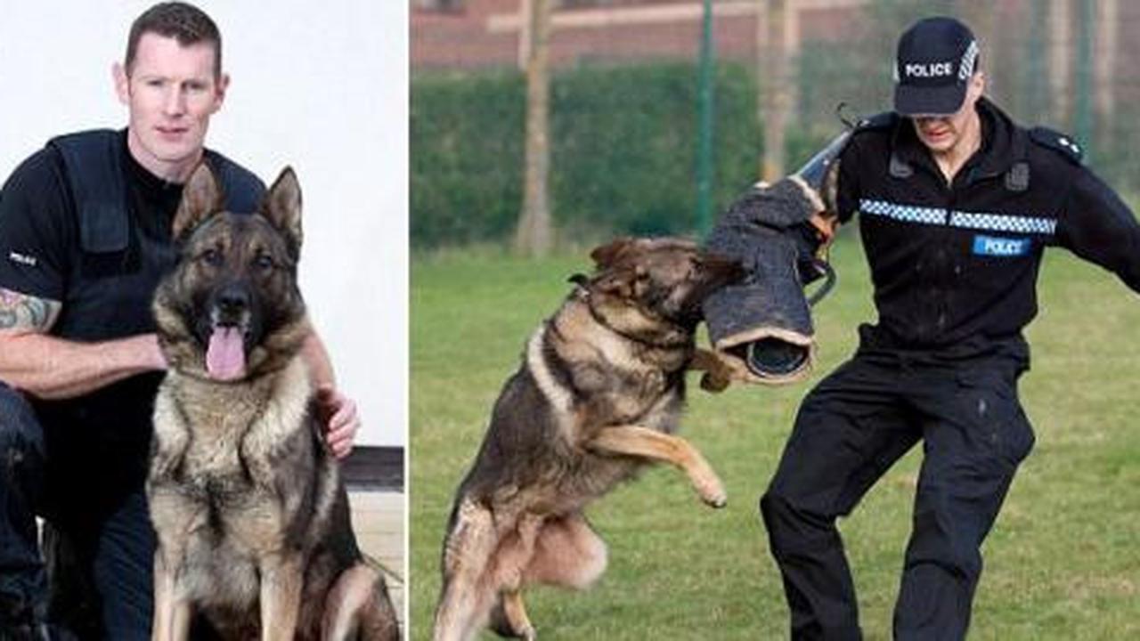 Ini anjing kepolisian terbaik se-Inggris