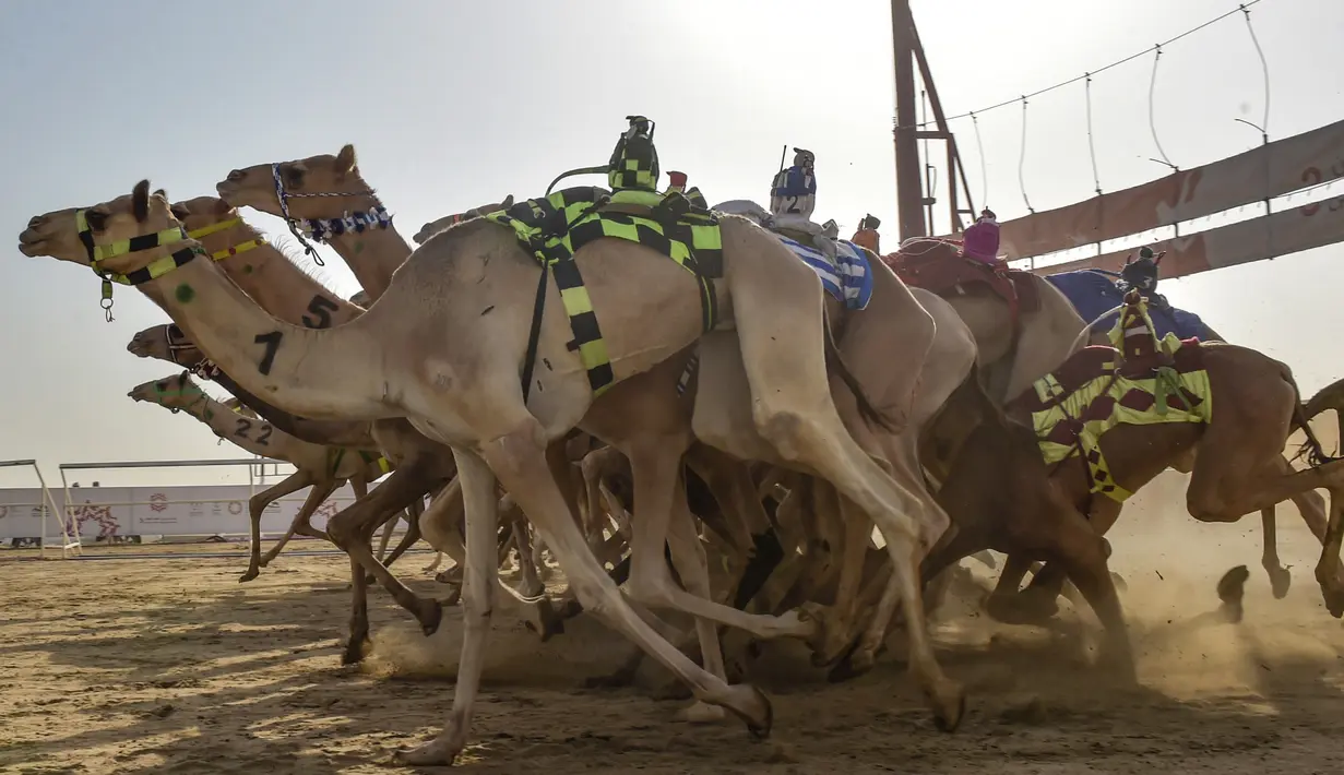 Unta-unta berlari pada awal perlombaan Festival Unta Putra Mahkota di Kota Taif, Arab Saudi, Rabu (11/8/2021). Selain mempromosikan warisan balap unta Arab Saudi, festival ini juga berupaya untuk mendukung pariwisata dan pembangunan ekonomi. (Amer HILABI/AFP)
